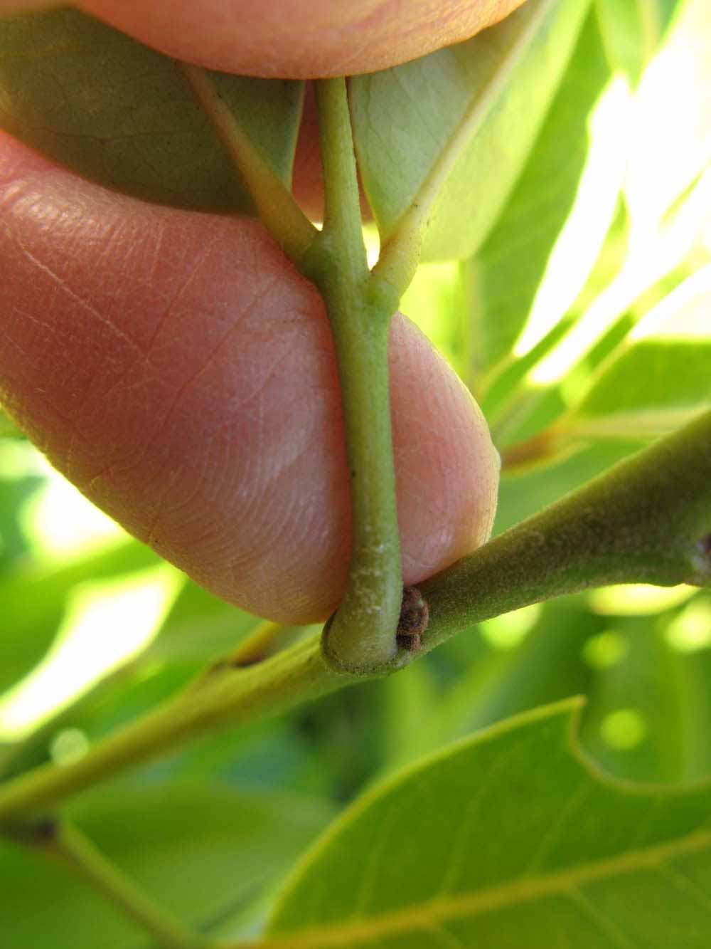              Petiole (Winter Haven, FL)       